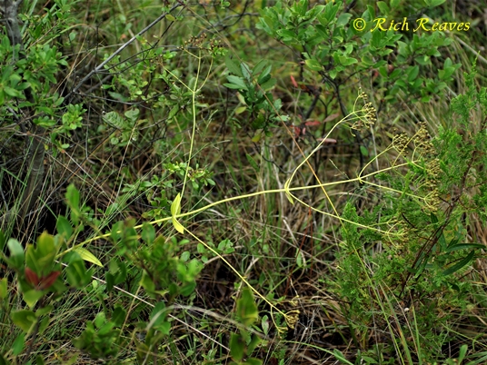{Sabatia macrophylla var. recurvans}